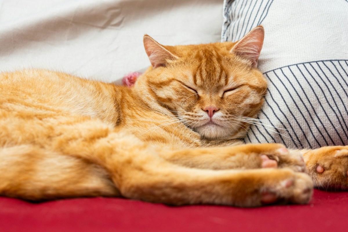 Of Sleeping Cats and Emotional Triggers: Eckhart Tolle Explains How Your ‘Pain Body’ Operates in Daily Life